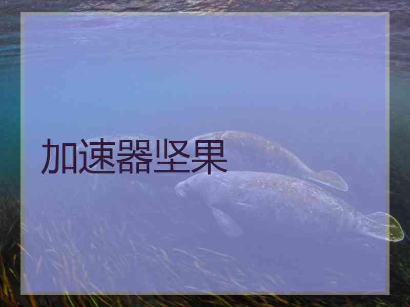 加速器坚果