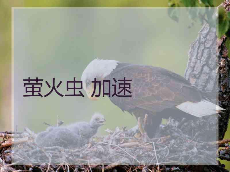 萤火虫 加速